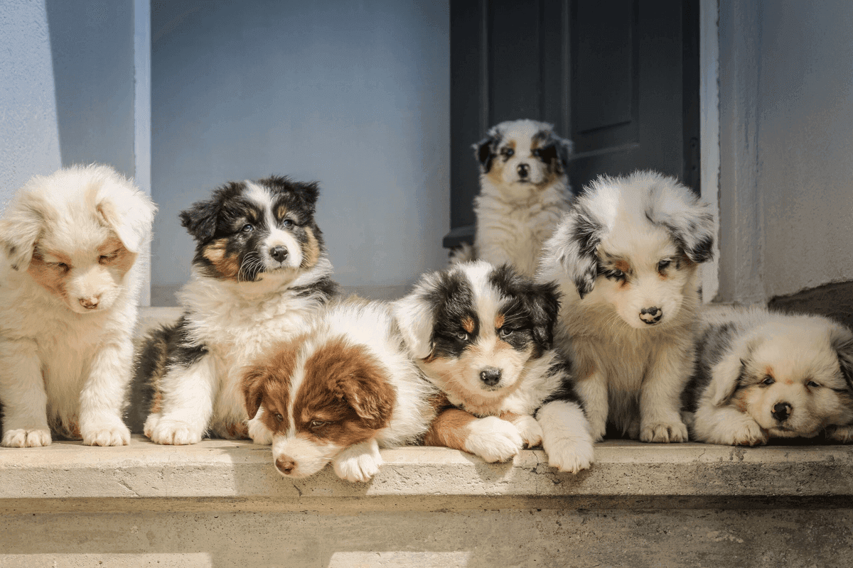 Pet Odor Solutions That Actually Work (And the Ones That Don't)