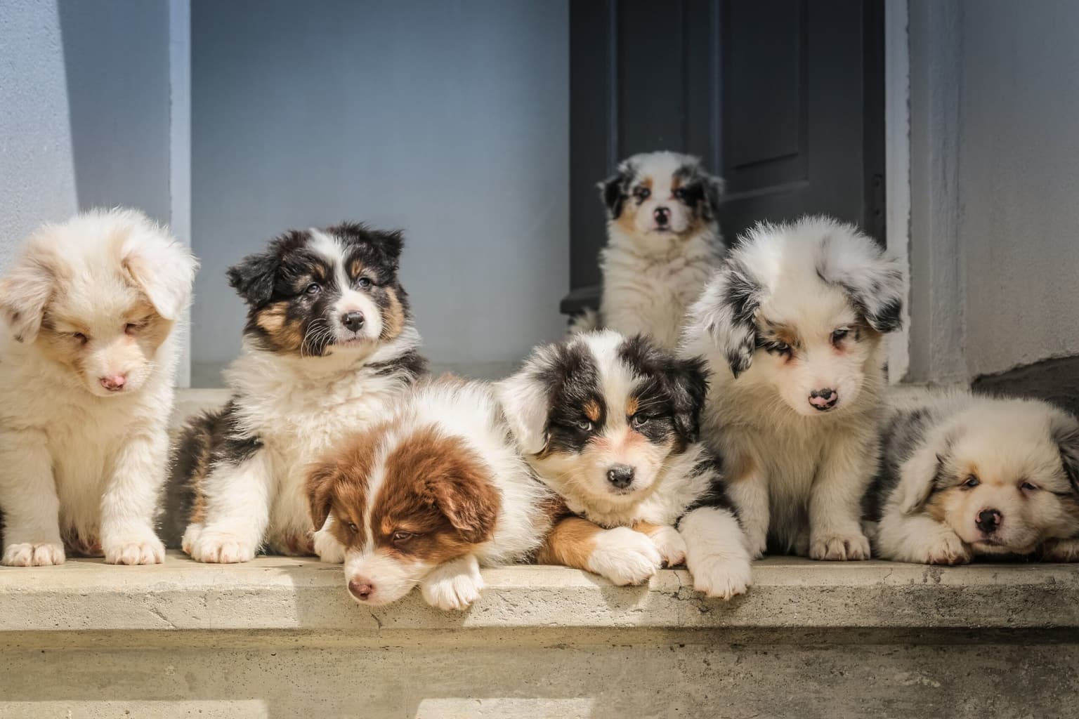Pet Odor Solutions That Actually Work (And the Ones That Don't)